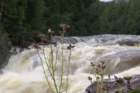 ariversouthoffageresnorway_small.jpg