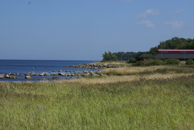 shorelineatkiv.jpg